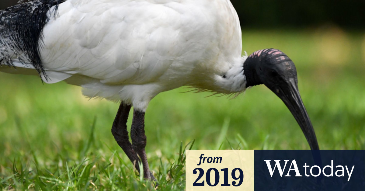 Dry conditions see 'bin chickens' flock to metropolitan WA